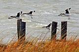 Willets In Flight_31172